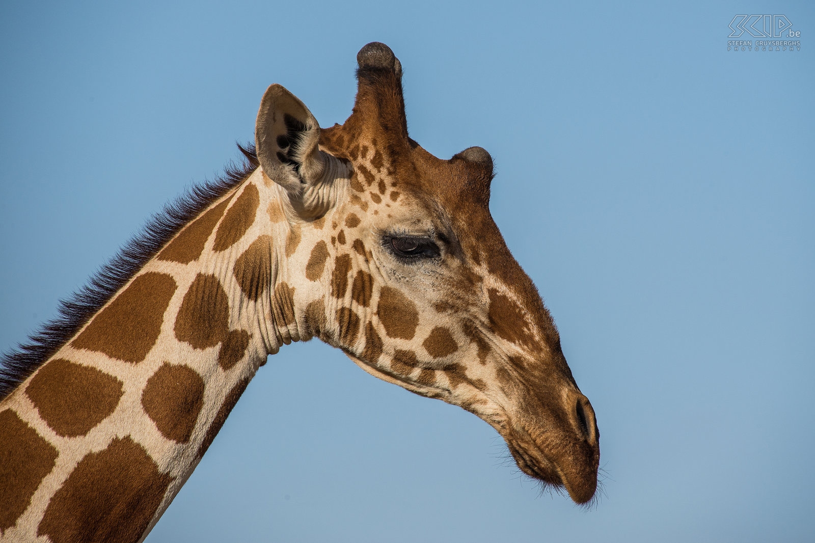 Samburu - Somali giraffe The reticulated giraffe is a subspecies of giraffe native to Somalia, southern Ethiopia and northern Kenya. Stefan Cruysberghs